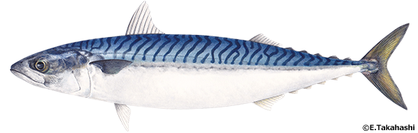 タイセイヨウサバ