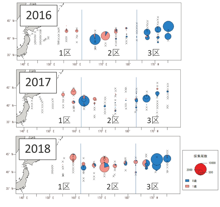 Pacific saury,Cololabis saira