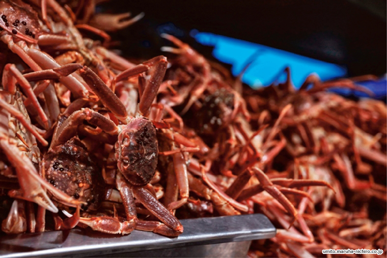 snowcrab,Chionoecetes opilio
