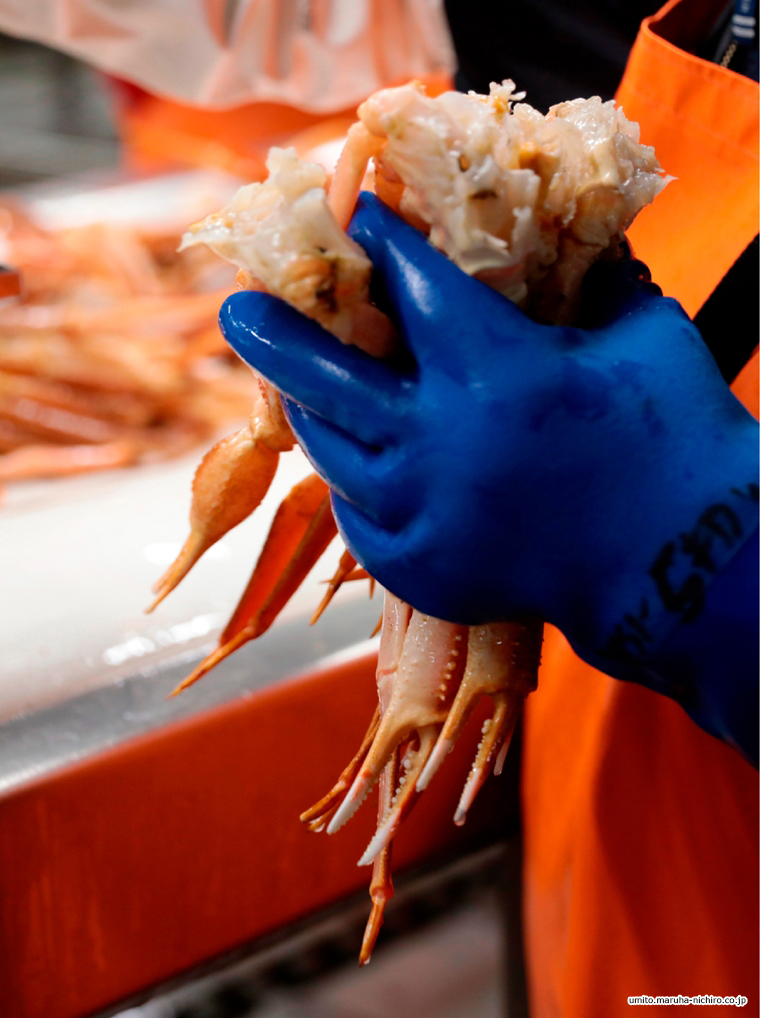 snowcrab,Chionoecetes opilio