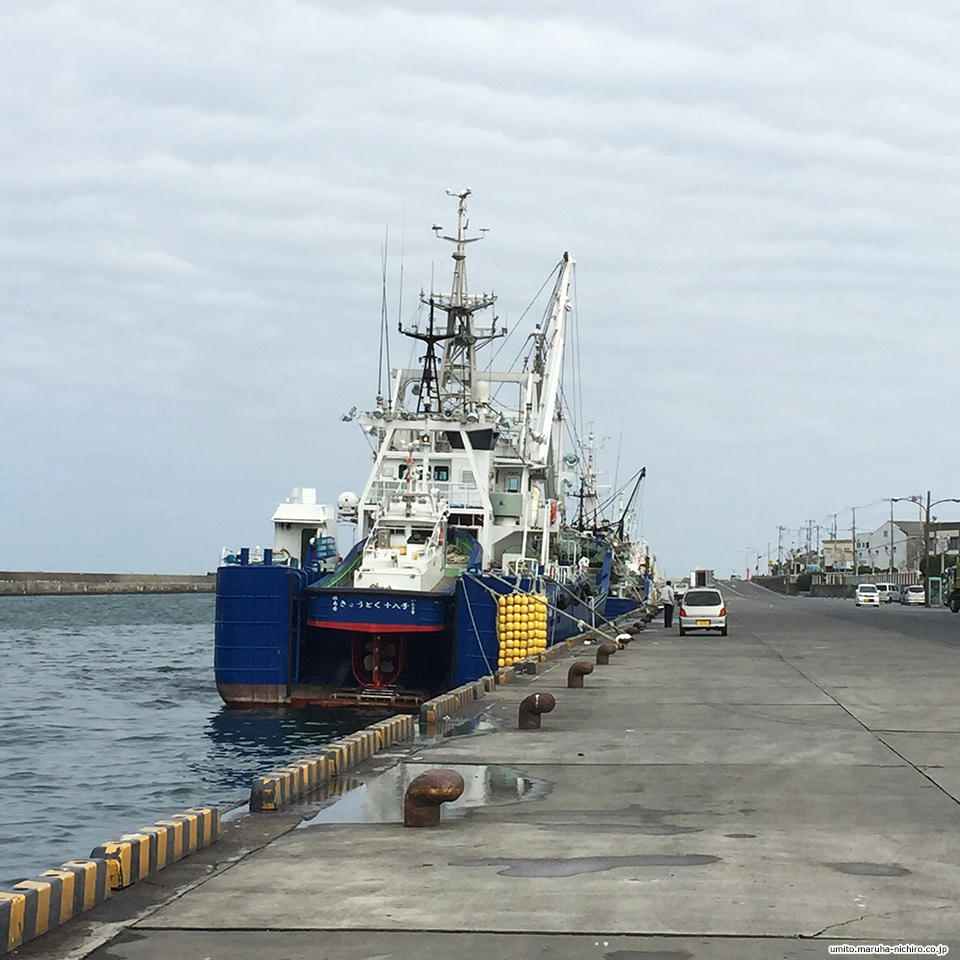 Pacific saury,Cololabis saira