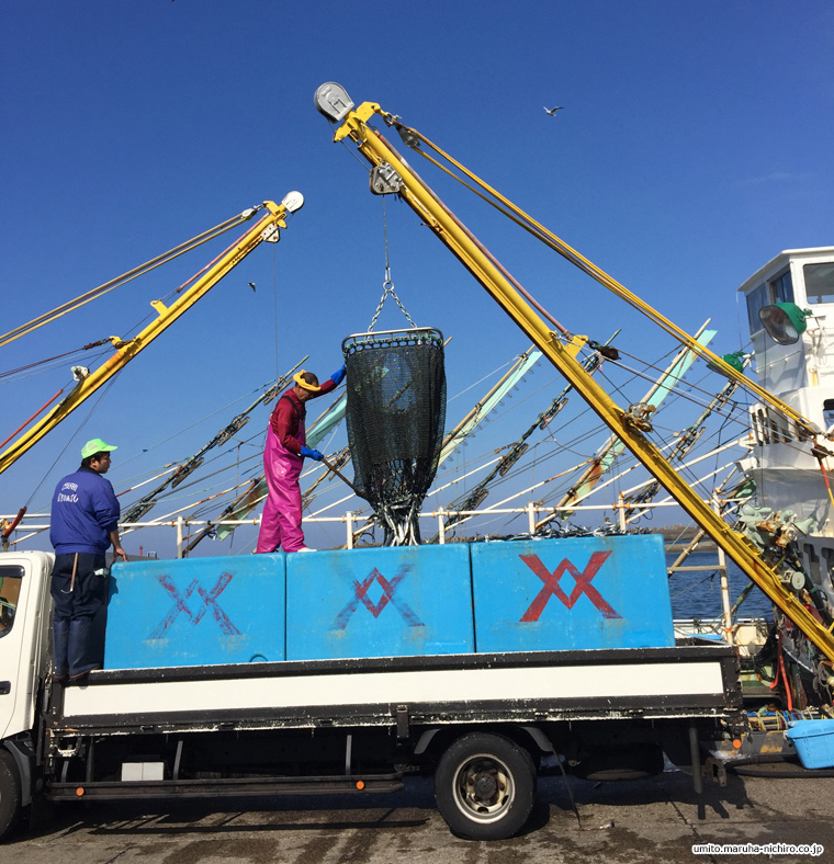 Pacific saury,Cololabis saira