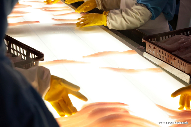 Alaska polloak,Theragra chalcogramma