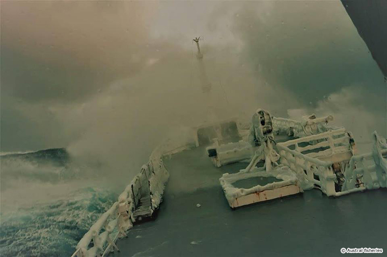 mero,Dissostichus eleginoides