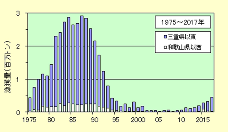 sardine,Sardinops melanostictus