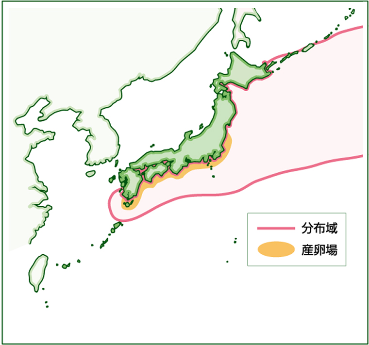 sardine,Sardinops melanostictus
