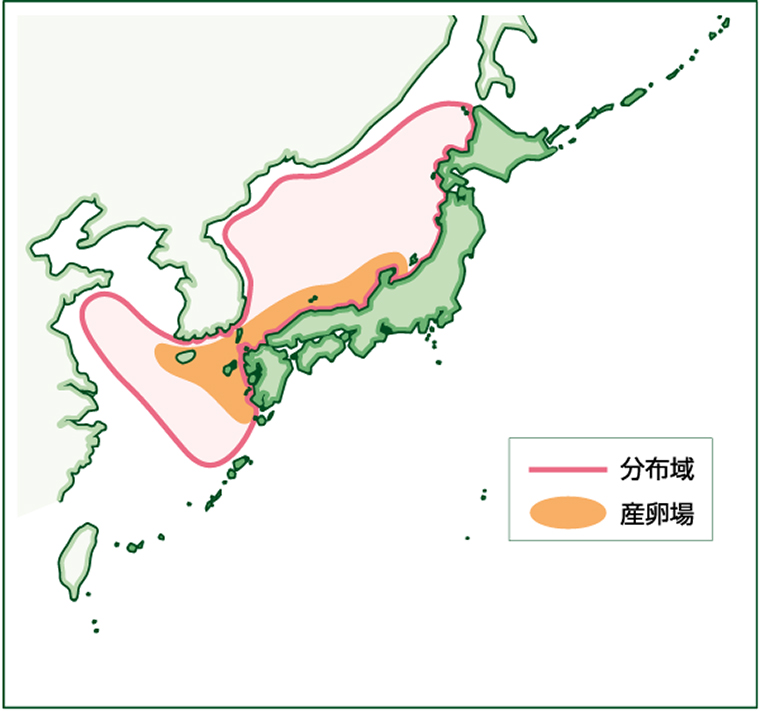 sardine,Sardinops melanostictus