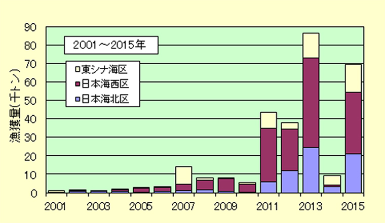 sardine,Sardinops melanostictus