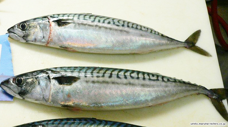 Atlantic mackerel,Scomber scombrus