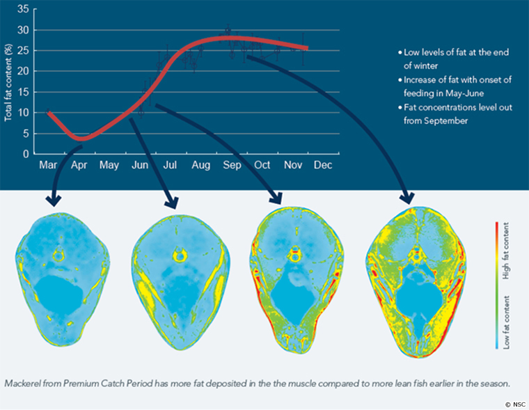Atlantic mackerel,Scomber scombrus