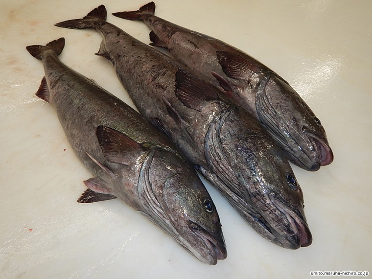 Shortspine thornyhead,Sebastolobus alascanus