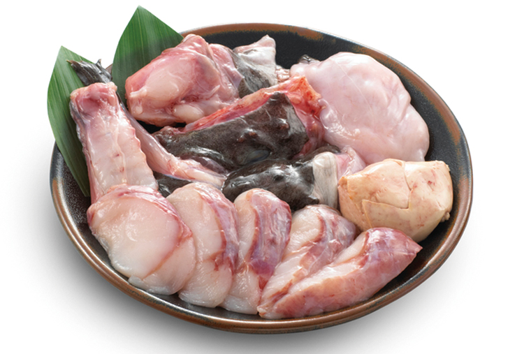 monkfish,Lophiomus setigerus