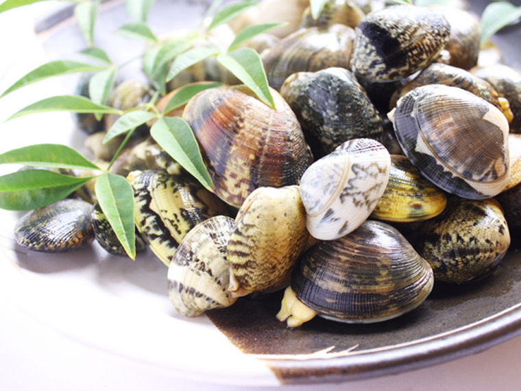 Japanese littleneck clam,Ruditapes philippinarum