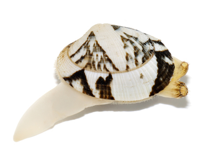 Japanese littleneck clam,Ruditapes philippinarum