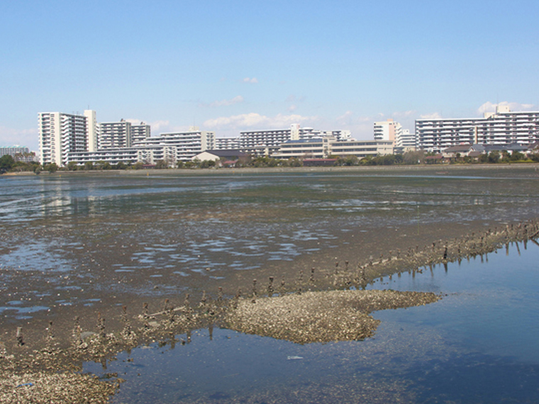 Japanese littleneck clam,Ruditapes philippinarum
