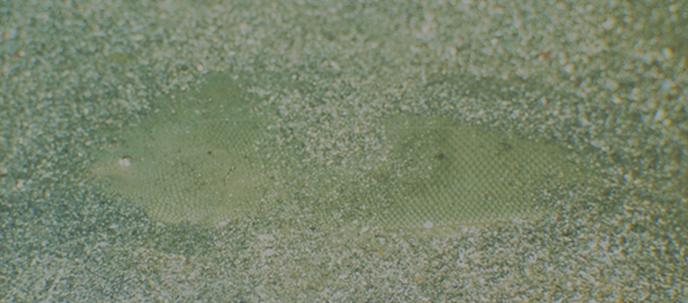 Paralichthys olivaceus