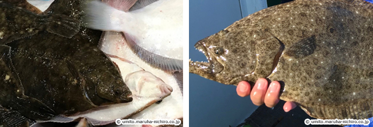 Paralichthys olivaceus