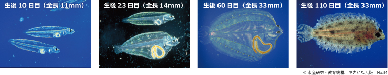 Paralichthys olivaceus