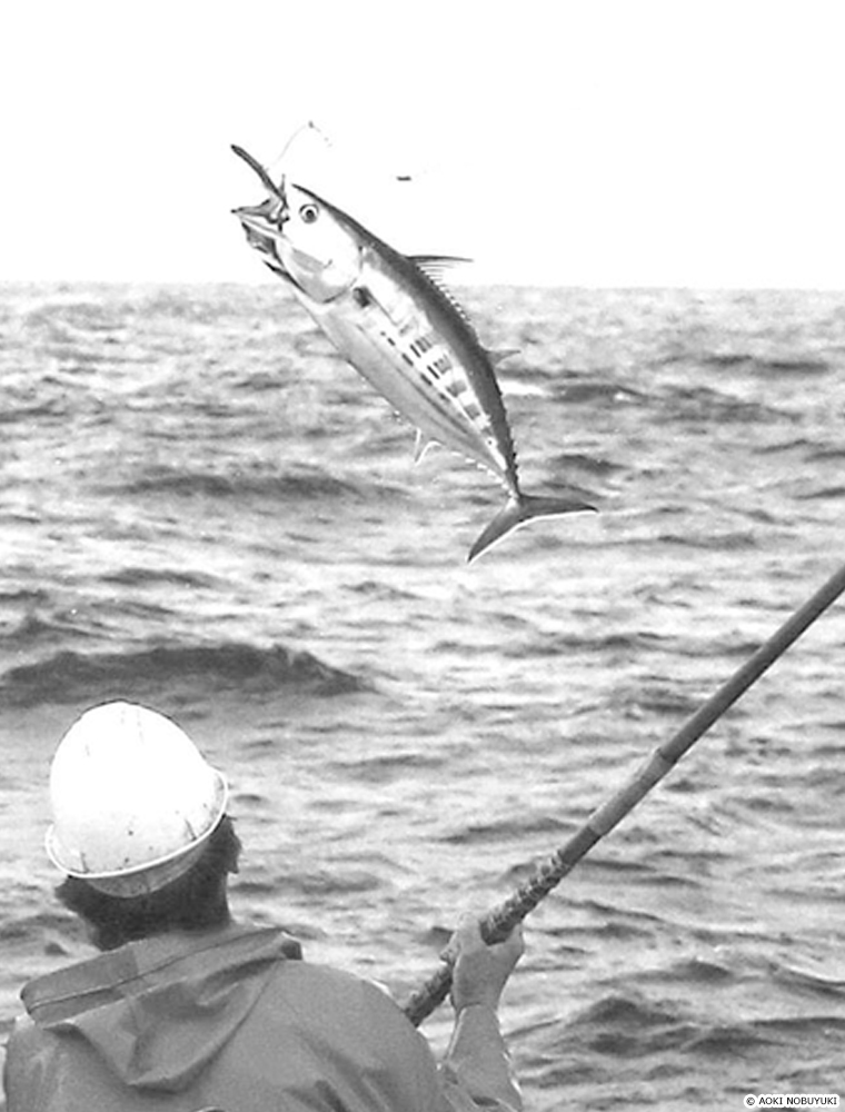 skipjack tuna,Katsuwonus pelamis