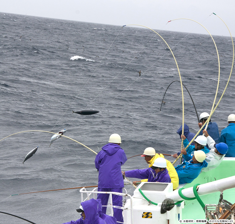 skipjack tuna,Katsuwonus pelamis