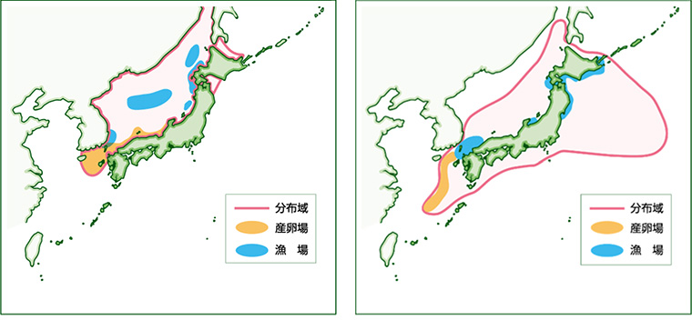squid,Todarodes pacificus
