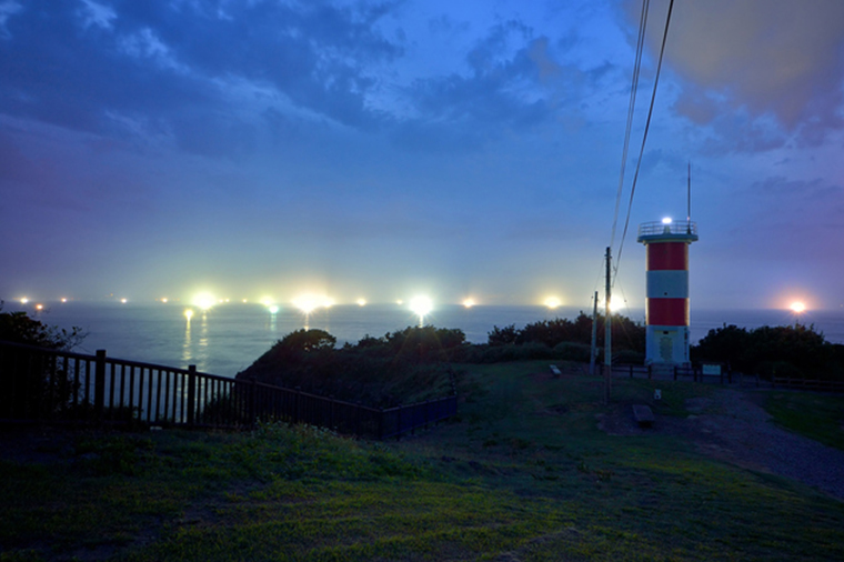 squid,Todarodes pacificus