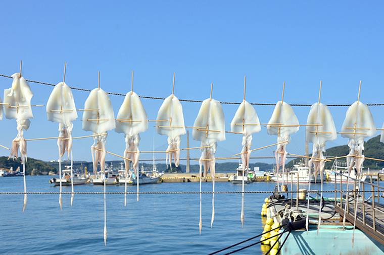 squid,Todarodes pacificus