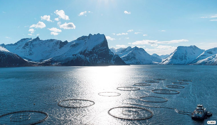 Atlantic salmon,Salmo salar