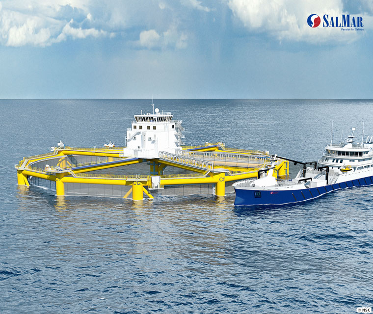 Atlantic salmon,Salmo salar