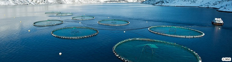 Atlantic salmon,Salmo salar