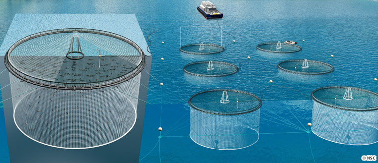 Atlantic salmon,Salmo salar